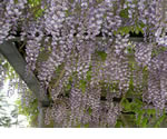 藤　クリックすると拡大します
